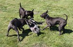 Thajský ridgeback | Thaiczech