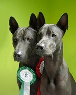 Thajský ridgeback | Thaiczech