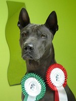 Thajský ridgeback | Thaiczech