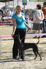 Thajský ridgeback | Thaiczech