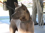 Thajský ridgeback | Thaiczech