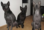 Thajský ridgeback | Thaiczech