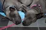 Thajský ridgeback | Thaiczech