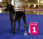 Thajský ridgeback | Thaiczech