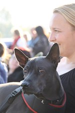 Thajský ridgeback | Thaiczech
