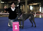 Thajský ridgeback | Thaiczech