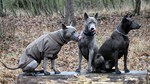Thajský ridgeback | Thaiczech