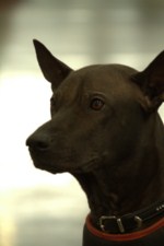 Thajský ridgeback | Thaiczech