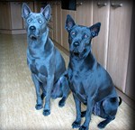 Thajský ridgeback | Thaiczech