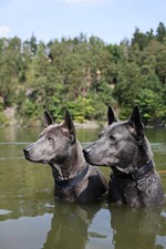 Thajský ridgeback | Thaiczech