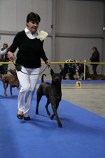 Thajský ridgeback | Thaiczech