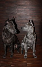 Thajský ridgeback | Thaiczech