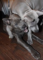 Thajský ridgeback | Thaiczech