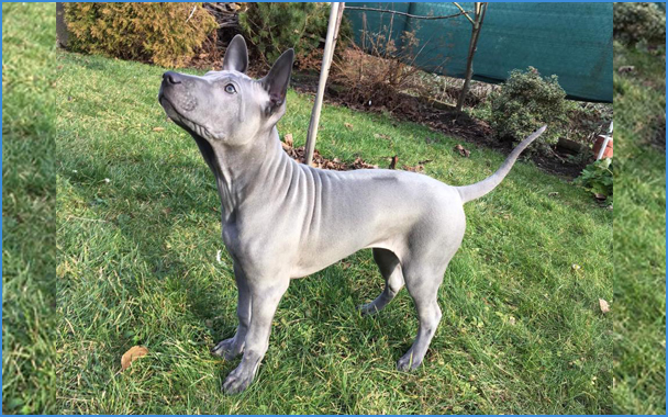 Thajský Ridgeback