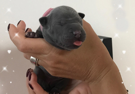 Thajský Ridgeback