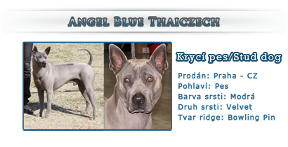 Angel Blue Thaiczech