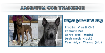 Argentum Cor Thaiczech
