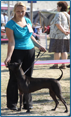 Thajský ridgeback - Abbieline Thaiczech