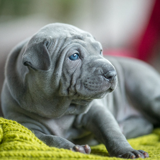 Thajský ridgeback