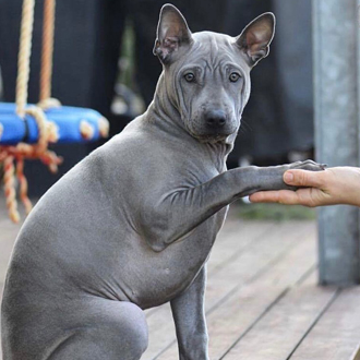Thajský ridgeback