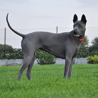Thajský ridgeback