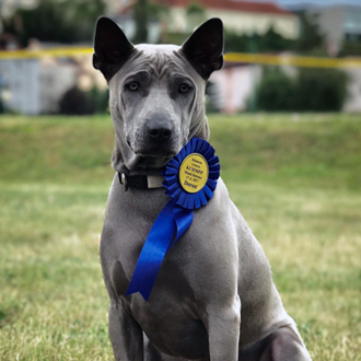 Thajský ridgeback