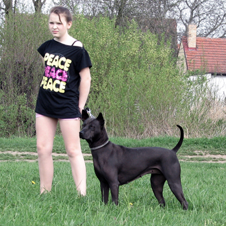 Thajský ridgeback