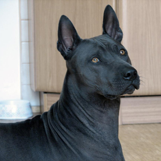 Thajský ridgeback
