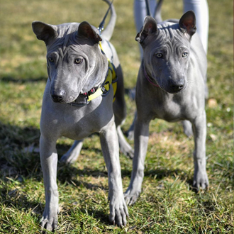 Thajský ridgeback