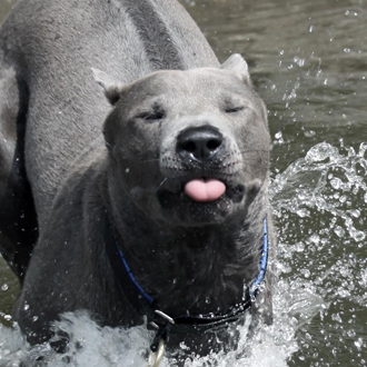 Thajský ridgeback