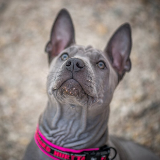 Thajský ridgeback