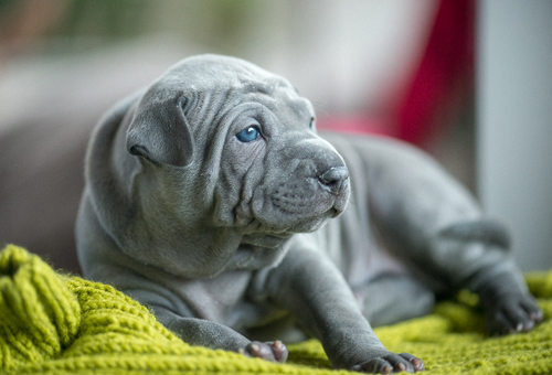 Thajský Ridgeback